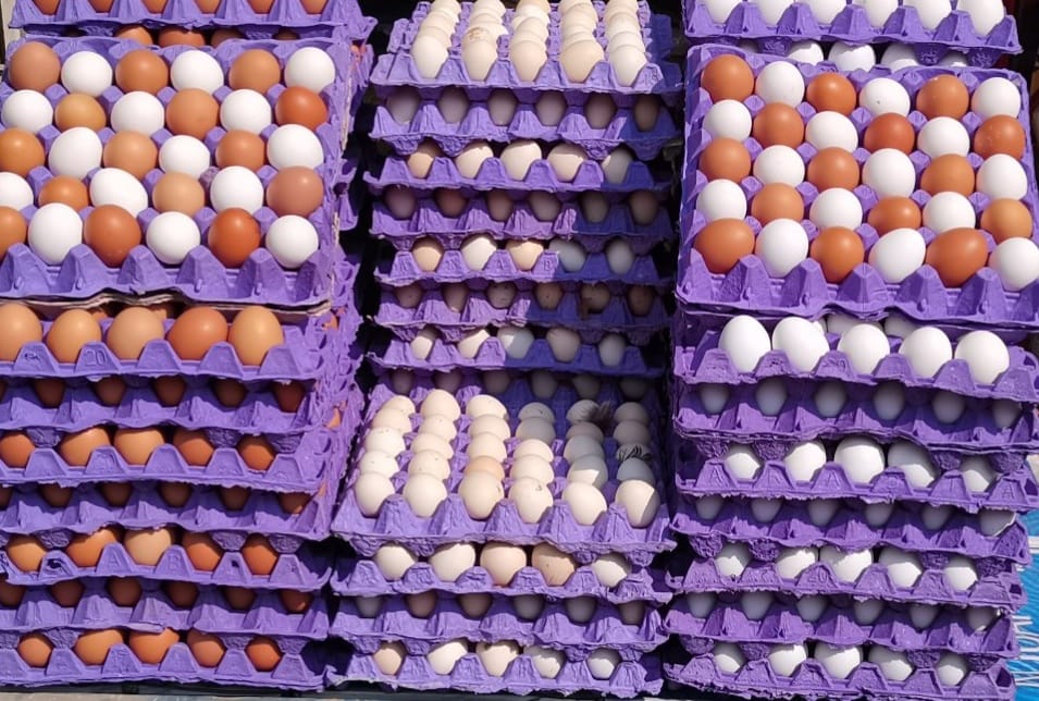 أسعار البيض اليوم 