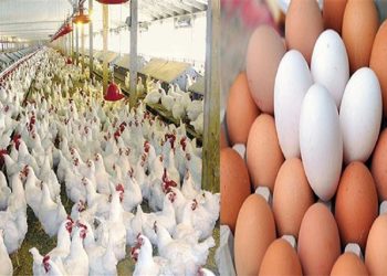 مفاجأة في سعر الفراخ والبيض اليوم 27-12-2023 بعد توافر الأعلاف