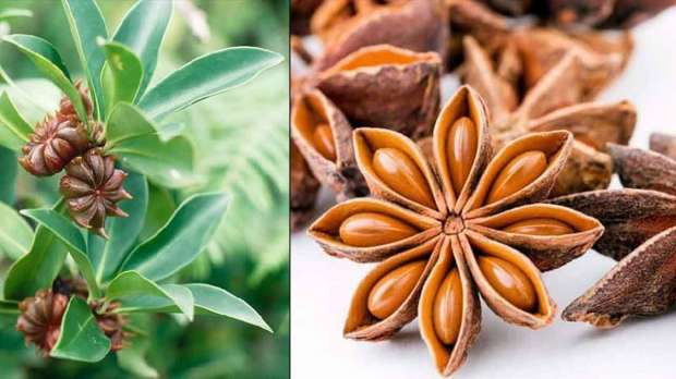 أضرار الإفراط في شرب الينسون 4 فئات ممنوعة منها الحوامل ومرضى السكري 4 أضرار الإفراط في شرب الينسون