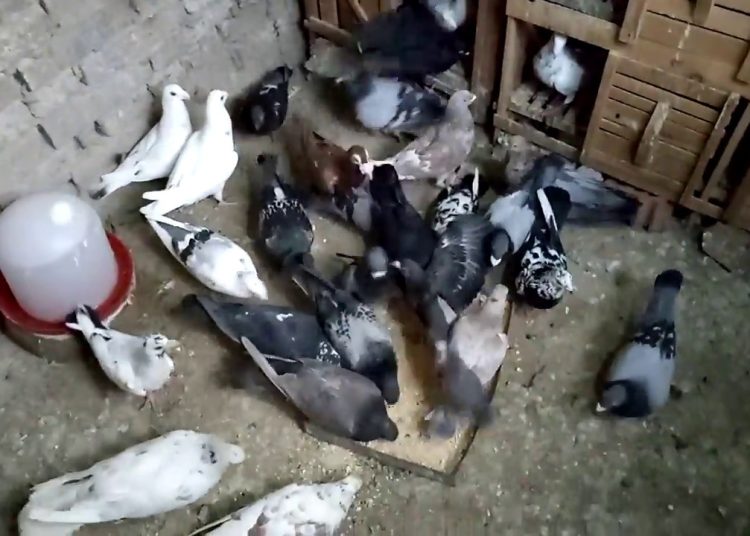 طبيب يحذر من تربية الحمام بالمنزل من العادات الخطيرة تدمر عضو مهم في جسم الإنسان 1 348223362 1037697420541898 6620654874558679687 n 279