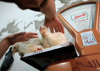 شعبة الدواجن تحذر المواطنين مما سيحدث الفترة القادمة بشأن سعر الفراخ رغم انخفاضها