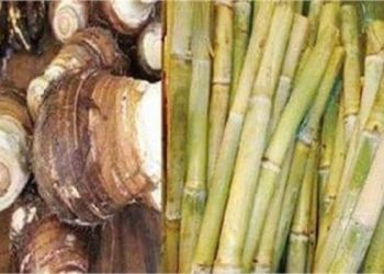 عيد الغطاس تعرف على سبب احتفال الأقباط بالقلقاس والقصب