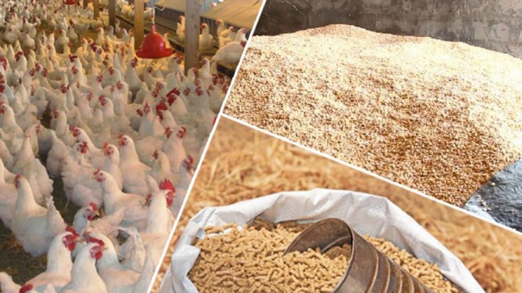 أسعار الفراخ والبيض اليوم 6يونيو 2025 أول أيام عيد الأضحى 4 أسعار الفراخ والبيض اليوم