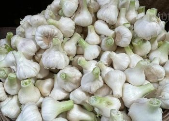 موعد انخفاض سعر الثوم بالأسواق يعلنها نقيب الفلاحين
