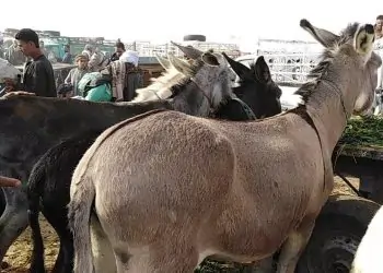 لغز اختفاء الحمير من مصر