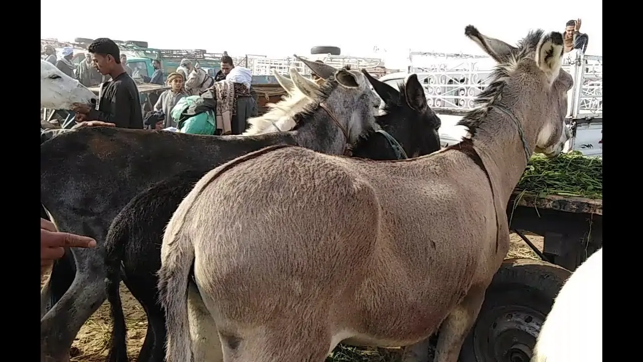 بالفيديو نقيب الفلاحين يصدم المواطنين بعد تراجع أعداد الحمير لحومها تسربت للمطاعم 2 جلد الحمير