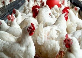 مفاجأة في سعر الدواجن اليوم 19-3-2024 و حقيقة فيروس يصيب الفراخ
