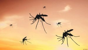 حرب في الشرقية بسبب الحشرات