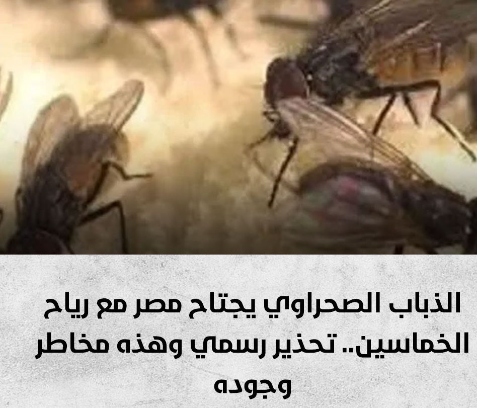 الأرصاد تحذر الذباب الصحراوي يحتاح مصر
