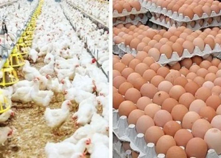استمرار انخفاض أسعار الدواجن والبيض في الأسواق المصرية اليوم 30 أكتوبر 1 البيض والفراخ