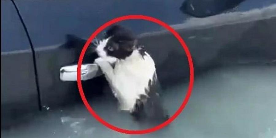 منخفض الهدير يضرب الإمارات الأرض انهارت وبلعت العربيات وهذا موقف مصر 4 منخفض الهدير يضرب الإمارات
