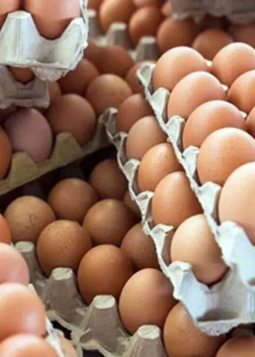 مفاجأة في سعر الفراخ اليوم 15 يونيو قبل العيد والبيض يرتفع مجددا 5 ارتفاع سعر البيض اليوم