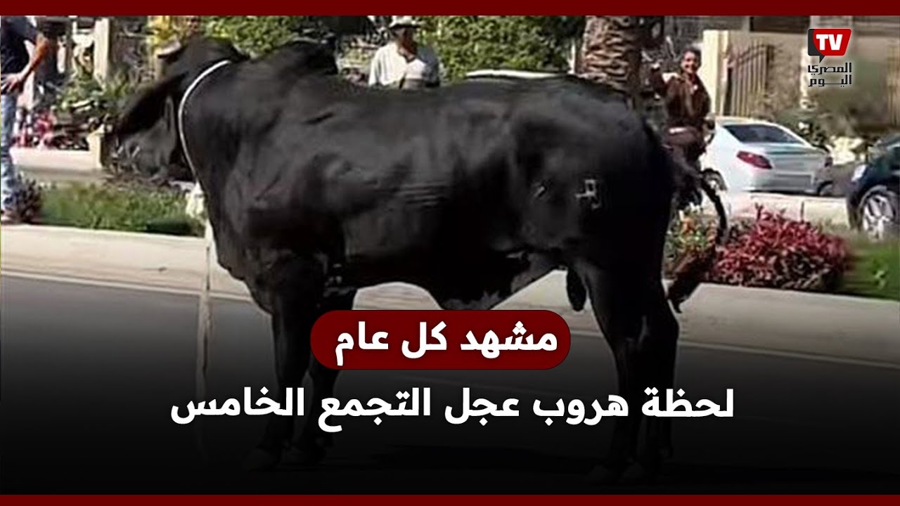 مصرع جزار بالشيخ زايد وهروب عجل بالتجمع أول ضحايا لحمة العيد 3 هروب عجل بالتجمع