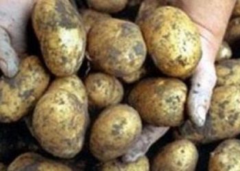 ارميها فورا ازاى تكتشفي البطاطس المصابة بميكروب العفن البني الخطير