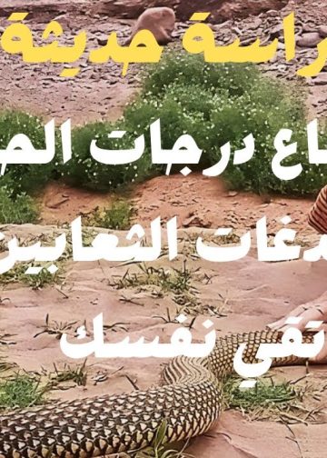 تحذيرات بسبب ارتفاع درجات الحرارة من ظهور الثعابين والعقارب بتلك المناطق 2 تحذيرات بسبب ارتفاع درجات الحرارة من ظهور الثعابين