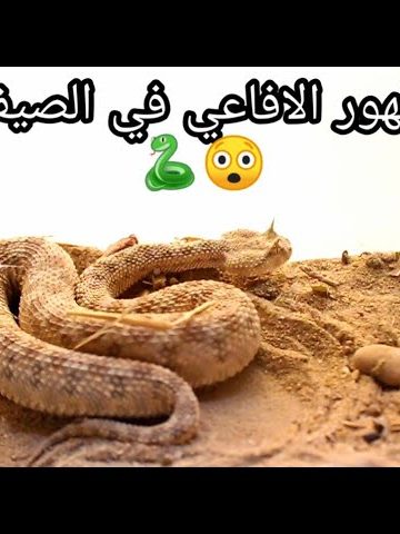 تحذيرات بسبب ارتفاع درجات الحرارة من ظهور الثعابين والعقارب بتلك المناطق 3 تحذيرات بسبب ارتفاع درجات الحرارة من ظهور الثعابين