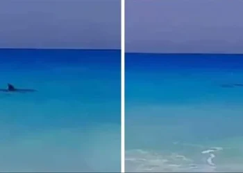 صور حوت على شاطئ الحمام