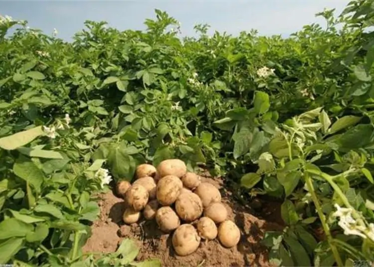 أول رد حكومي يكشف سبب رش محصول البطاطس 1 ارتفاع سعر البطاطس