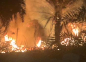 اندلاع النيران في مزارع النخيل
