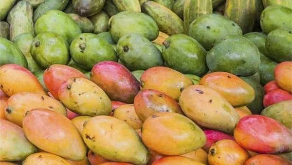 شعبة الخضروات والفواكه تكشف سبب تراجع سعر المانجو ل15 جنيه 2 سبب تراجع سعر المانجو