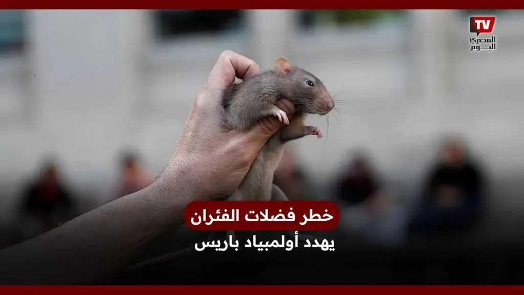 ذعر يجتاح أولمبياد باريس ملايين الفئران بحجم القطط يحاصرون مشجعي دورة الألعاب الأولمبية 4 ذعر يجتاح أولمبياد باريس بسبب الفئران