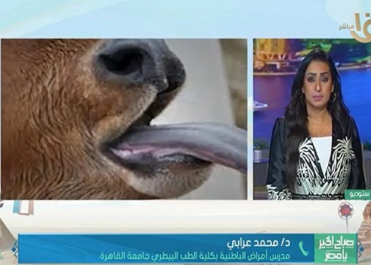 فيروس اللسان الأزرق يثير القلق في إيطاليا طبيب بيطري يوضح خطورة وأعراضه المميته 1 2018 4 8 10 47 37 884 350