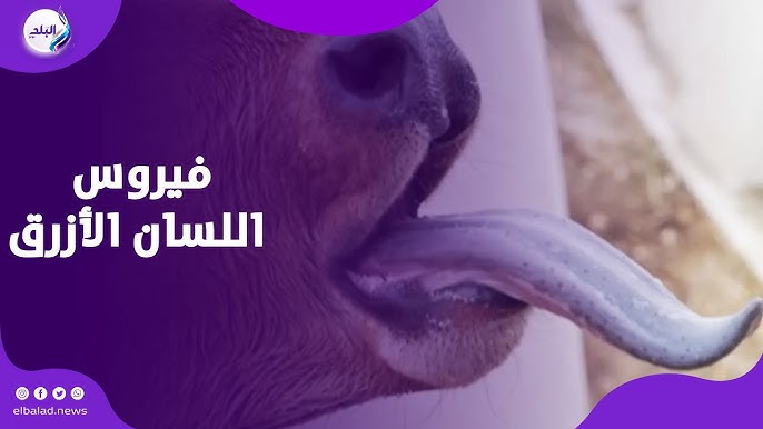 فيروس اللسان الأزرق يثير القلق في إيطاليا طبيب بيطري يوضح خطورة وأعراضه المميته 2 فيروس اللسان الأزرق