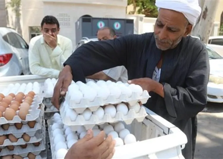 لخفض أسعار البيض تحرك عاجل من الحكومة بعد وصوله 190 جنيه والثمن الجديد مفاجأة 1 سعر البيض في منافذ وزارة التموين