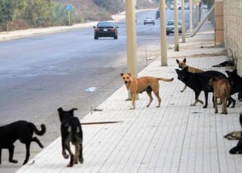 إجراءات رادعة لمكافحة إنتشار الكلاب