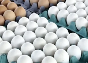 أسعار البيض