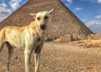 مفاجاة طلب سائح لشراء كلب الهرم الذى تصدر تريند السوشيال ميديااعرف ايه الحكاية