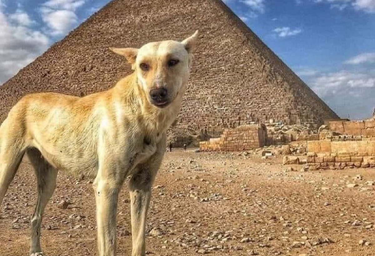 إجراء جديد من السياحة تجاه الكلبة فرحة بعد صعوها لقمة الهرم 4 الكلبة فرحة