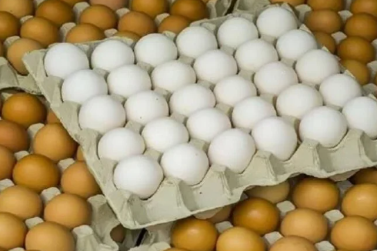 بعد إستيراد البيض التركي ماذا تعف عنه وهل سيكون أرخص من المصري 4 elaosboa40658 201