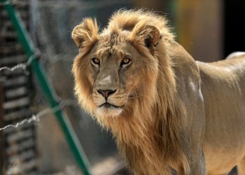 عاجل أسد يفترس حارسه أمام الزائرين في حديقة الحيوان في الفيوم
