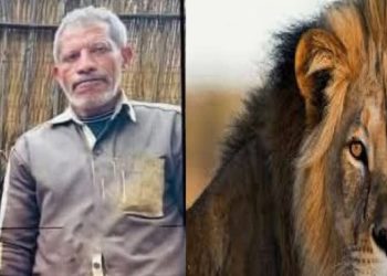 افتراس أسد لحارسه
