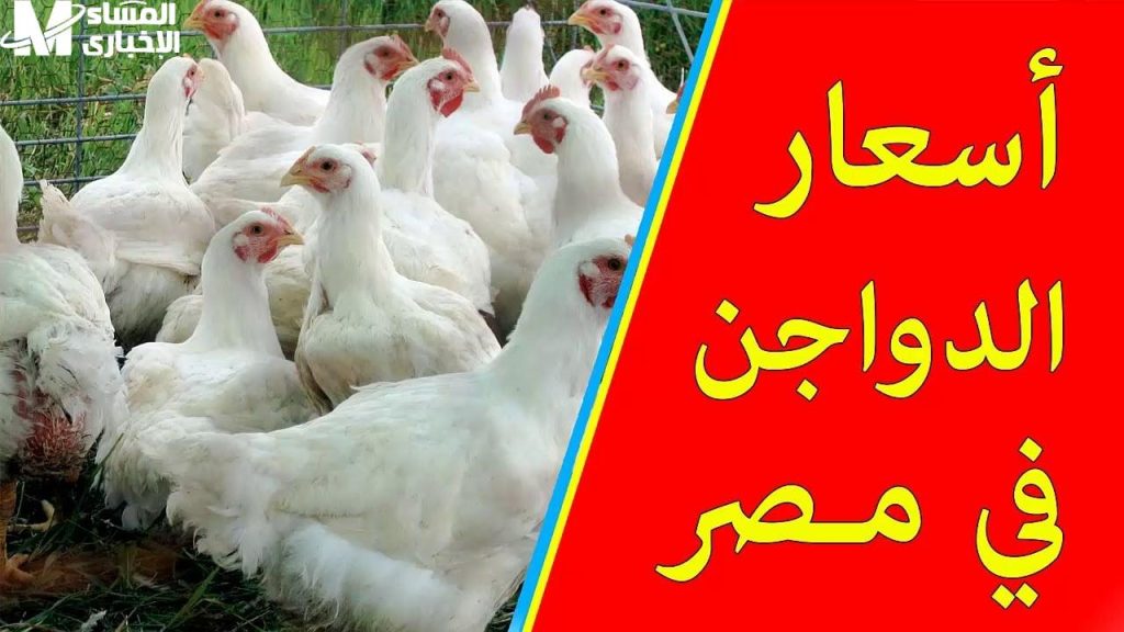 هبوط أسعار الفراخ والبانيه اليوم 4أبريل2025 شوف الكيلو بكام 3 سعر الفراخ اليوم