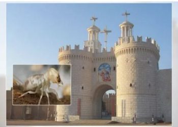 هجوم النمل الأبيض على دير السيدة العذراء المحرق