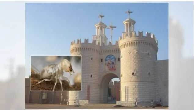 بيان عاجل من دير المحرق بشأن تعرضه لأضرار بسبب هجوم من النمل الأبيض 1 859 12