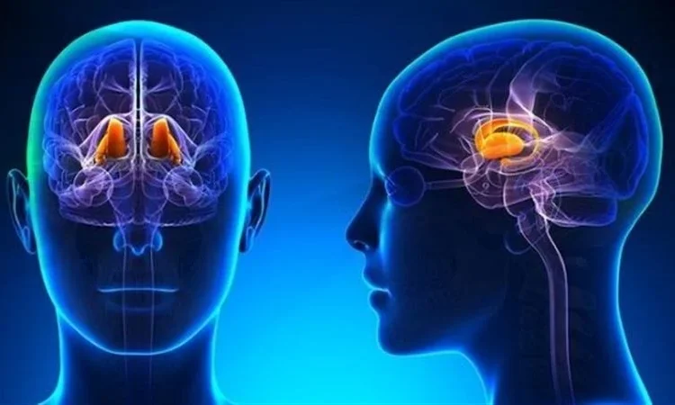 احذر تضخم الأطراف كشف أعراض ومضاعفات فرط نشاط الغدة النخامية في الجسم 1 فرط نشاط الغدة النخامية