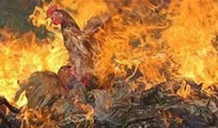 نفوق 1000 طائر في حريق مزرعة الفيوم ننشر الحصر المبدئي للخسائر والأسباب 1 حريق مزرعة
