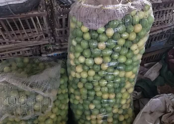 أسباب ارتفاع أسعار الليمون بعد ما وصل 100 جنيه وهذا موعد انخفاضه