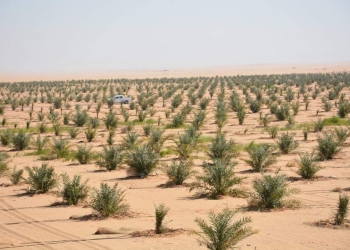  قضية سرقة أموال زراعة النخيل