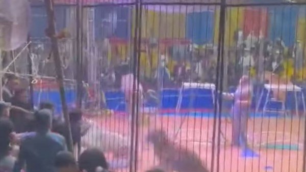 قرار عاجل ضد النمر المفترس بعد واقعة سيرك طنطا وإصابة العامل 2 هجوم نمر