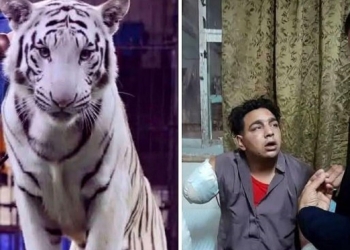 بالصور ضحية نمر سيرك طنطا يلاعب الأسود قبل الحادث بينام في حضنهم 8 ضحية نمر سيرك طنطا