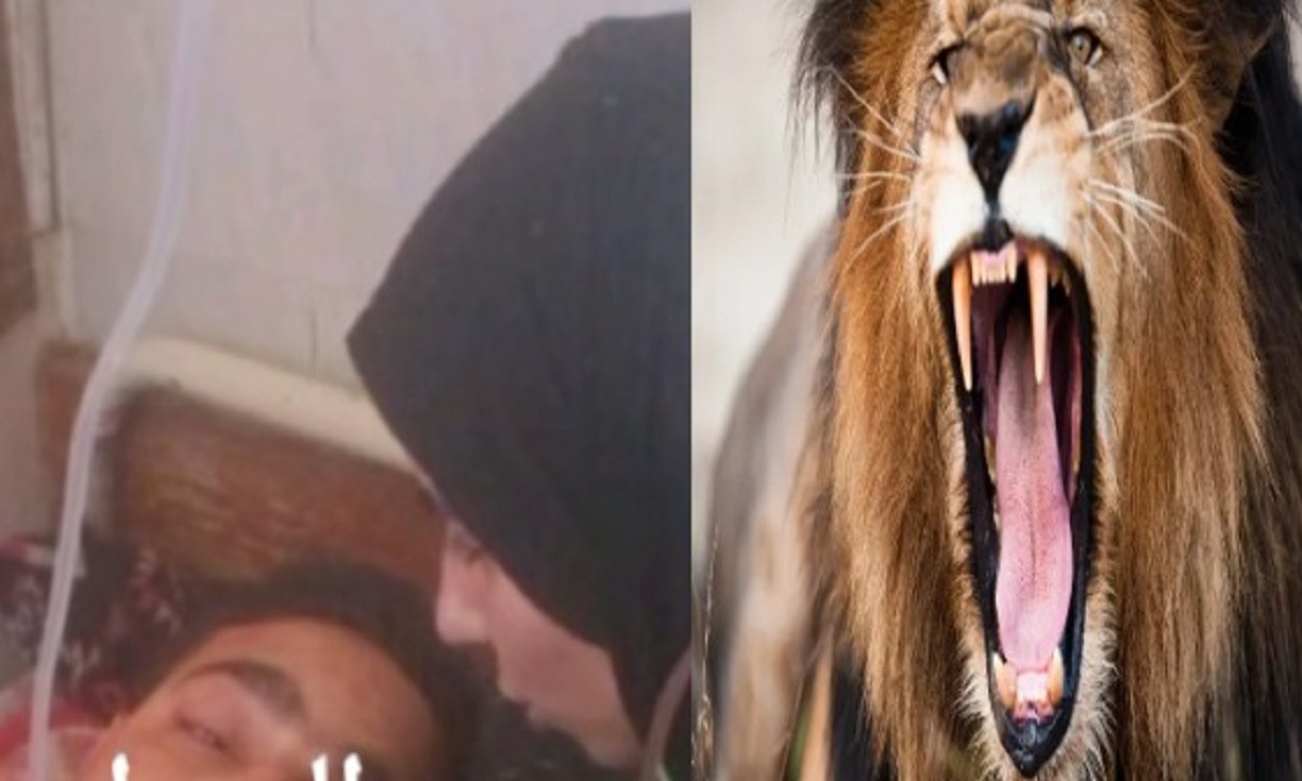 المدربة المسئولة عامل السيرك يروى مفاجآت ويكشف سبب هجوم النمر والتهام ذراعه 2 عامل سيرك طنطا