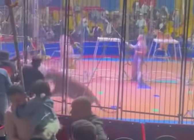 قرار عاجل ضد النمر المفترس بعد واقعة سيرك طنطا وإصابة العامل 3 تفاصيل حادث النمر المفترس