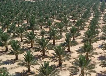  قضية سرقة أموال زراعة النخيل