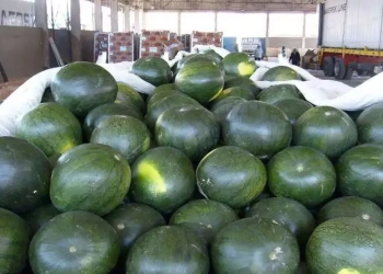 سعر البطيخ