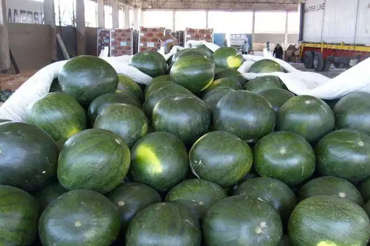 ازاى تشتري البطيخة المرملة اليك 4 علامات اعرفها 2 سعر البطيخ