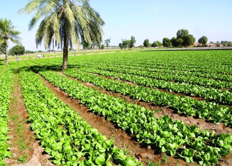 لتجنب ضرر المحاصيل 10 نصائح للمزارعين بسبب حالة طارئة من التقلبات الجوية 1 نصائح للمزارعين